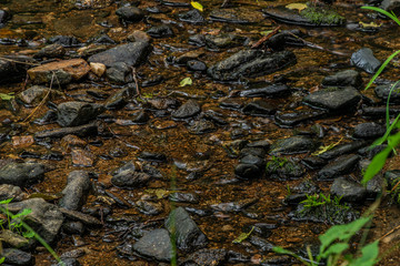 Mala Libava creek in summer sunny day in Slavkovsky Les mountains
