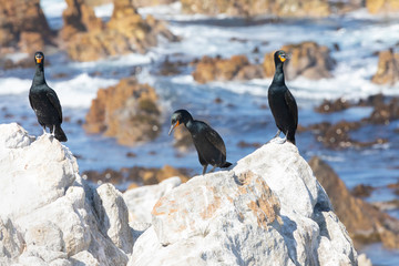 Cape Cormorants, Phalacrocorax capensis, a Near Threatened Bird Species, on rocks Stony Point Nature Reserve, Betty's Bay, Overberg, Western Cape, South Africa