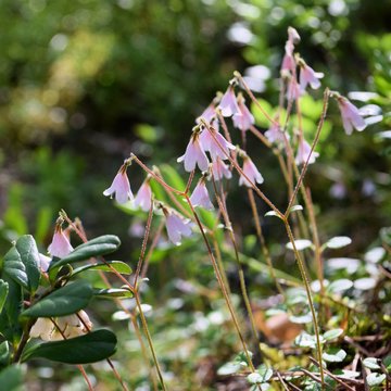 Twinflower