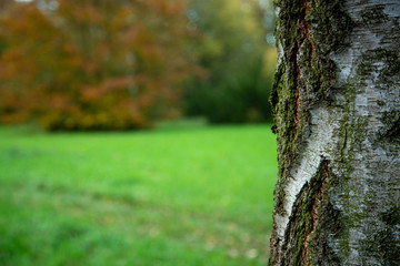 withered leaf on a tree in the park