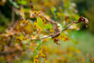 withered leaf on a tree in the park