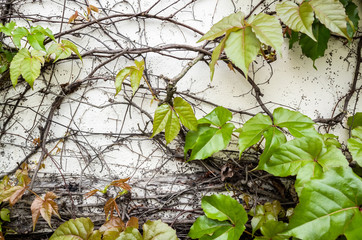 background of parthenocissus tricuspidata