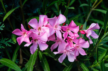 Rosenlorbeer Nerium oleander