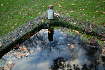 withered leaf on a tree in the park
