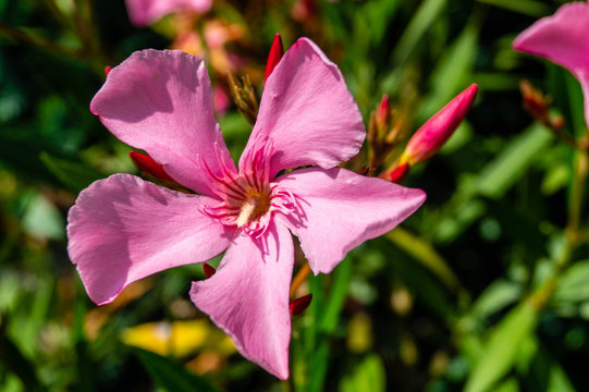 Rosenlorbeer Nerium oleander