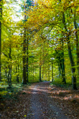 Sonnenlicht im Herbstlichen Wald