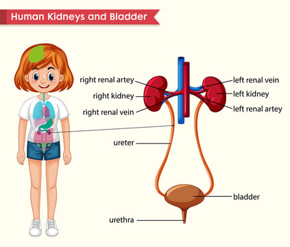 Scientific medical illustration of kidneys and bladder anatomy