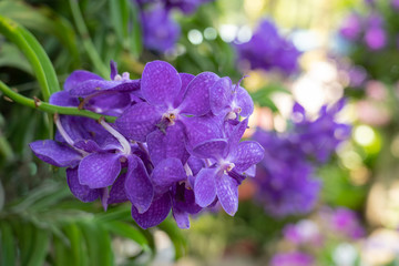 Beautiful orchid flowers background in the garden