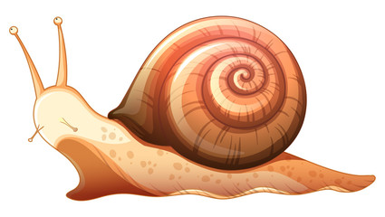 Snail crawling on white background © GraphicsRF
