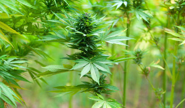 Field of green marijuana, cannabis field, hashish, cannabis background, leaf of marijuana plant.