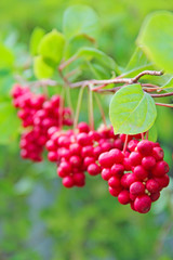 Ripe fruits of red schizandra with green leaves close up