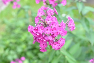 purple flowers in the garden