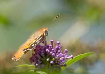 close up of a butterfly painted lady