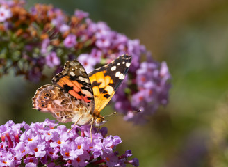 Fototapeta na wymiar close up of a butterfly atalanta