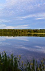 Summer evening by the lake in Puolanka Finland. Yellow flowers and forest. Beatiful sky, serene lake and reflection.