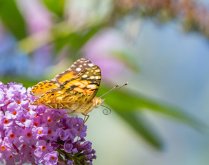 close up of a butterfly painted lady