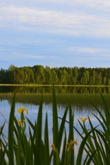 Summer evening by the lake in Puolanka Finland. Yellow flowers, water horsetail and cloudlets.