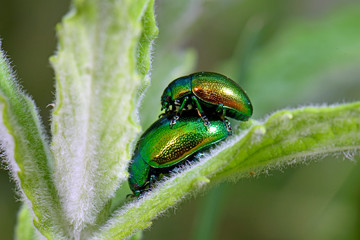 Prächtiger Blattkäfer / Goldglänzender Blattkäfer (Chrysolina cf. fastuosa) in Griechenland -...