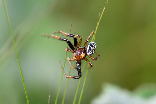 crab spider / Busch-Krabbenspinne, Wald-Krabbenspinne (Xysticus lanio), Greece / Griechenland