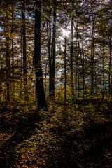 Fototapeta premium Sonnenlicht im Herbstlichen Wald