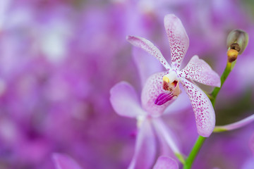 Naklejka na ściany i meble Beautiful orchid flowers background in the garden