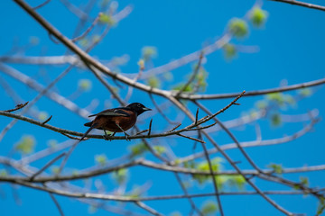 A young grackle is on alert on a tree branch on a warm spring day in Oklahoma. Bokeh.