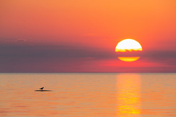 Fototapeta na wymiar Seagull enjoying the sunset
