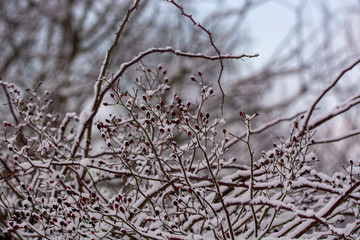 winter landscape