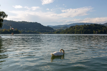 White swan floats on the water surface of Lake Bled in Slovenia