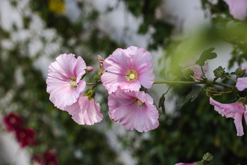Pink flowers 2