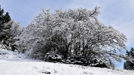 Arbres sous la neige &agrave; Autrans - France