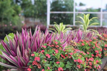 Beautiful Flowers and Leaves Bokeh affect