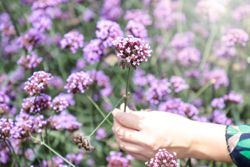 Fototapeta na wymiar Purpletop vervain (Verbena bonariensis), Woman's hand touching blooming purple wildflowers in spring
