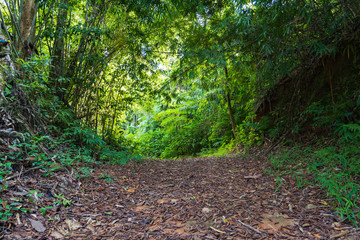 The path into the forest is surrounded by numerous trees.