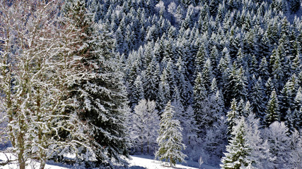Arbres sous la neige à Autrans - France