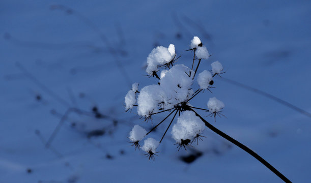 Fleur de fenouil sauvage couverte de neige
