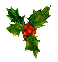 A holly branch with red holly berries hand drawn in watercolor isolated on a white background. Design element for patterns, wreathes and frames in floral style.