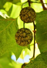 sunflower in the garden