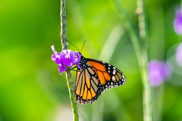 A Monarch Butterfly feeds on a purple Vervain flower in a lush tropical garden.