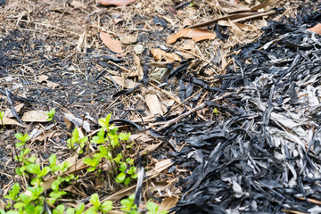 Traces of burning leaves on the ground