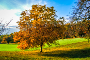 Fototapeta na wymiar Herbstliche Blätter an Obstbäumen