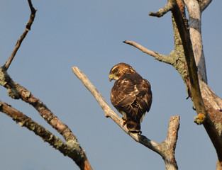 Cooper Hawk