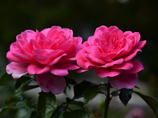 pink rose in the garden