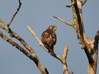 Copper Hawk