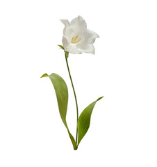 flowers on white background