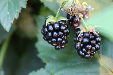 blackberries on a branch