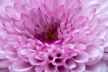 Close up shot of flowers petal