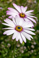 Obraz premium Pink purple tinged white leaves of the African Daisy (Osteospermum jucundum)