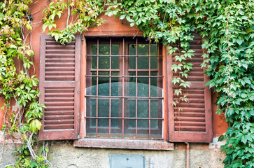 Window with Ivy