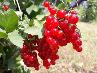 red currant in garden